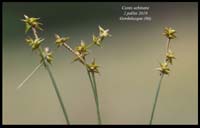 Carex-echinata9